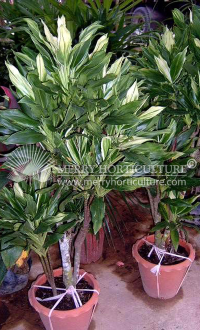 Cordyline fruticosa 'apple green'